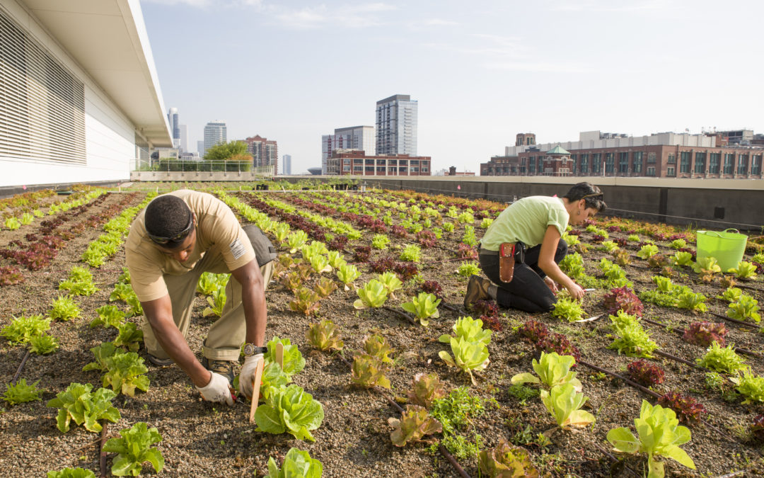 Partner Spotlight: Windy City Harvest