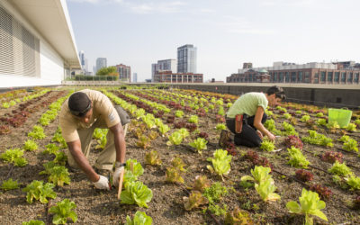 Partner Spotlight: Windy City Harvest