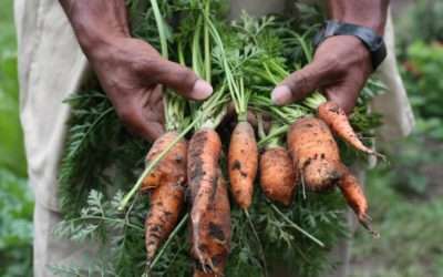 New Instructors: Garden Time, Benevolence Farm, Growing Home